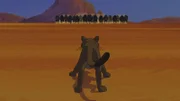 Der Puma versucht die Bisonherde aufzuhalten.