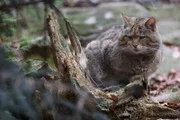 Wildkatzen sind Waldtiere. Doch ihr Lebensraum schwindet und es gibt immer weniger Jagdgebiete.
