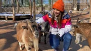 Die neugierigen Zwergziegen sind alle sehr an Anna interessiert.