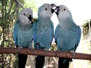 Pagageien, Palmen & Co. - Zoogeschichten aus dem Loro Park auf Teneriffa Ein Zoo unter Palmen, direkt am Meer, wo fast immer die Sonne scheint: Die neue ARD-Zoodoku ?Papageien, Palmen & Co.? spielt im Loro Park auf Teneriffa. Ein halbes Jahr lang hat das ARD-Team Pfleger und Tier‰rzte bei ihrer Arbeit begleitet und all die exotischen Tiere kennengelernt, die im Loro Park leben. Das Ergebnis ist in 40 sommerlichen Folgen ab 7. September 2010, montags bis freitags um 16.10 Uhr, im Ersten zu sehen. - Spix-Aras: Diese Papageien sind unbezahlbar und leben im Loro-Park in einer Voliere, die gesichert ist wie Fort Knox. Weltweit existieren nur nur 68 Vˆgel dieser Art.