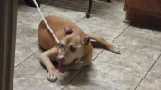 Summer is at the vet laying down.