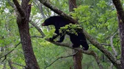 When eating, black bears are an easy target.
