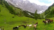 Auf der Tarrentonalm bei Nassereith in Tirol hat ein Bär mehrere Schafe gerissen. Die Almbauern sind aufgebracht. Herdenschutz in Form eines Zaunes sei in diesem steilen, schroffen Gelände auf fast 2000 Meter Seehöhe nicht möglich, sagen sie.