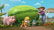 v.li.: Truffles, Rubble, Motor, Farmer Zoe