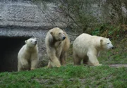 Die Eisbären "Nobby" (links) und "Nela" mit ihrer Mutter Giovanna (Mitte) im Tierpark Hellabrunn.