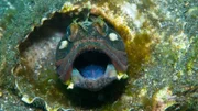 Der Neoclinus blanchardi ist der größte aller Schleimfische und besitzt ein gewaltiges Maul.