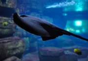 rbb Fernsehen PANDA, GORILLA & CO., TEIL 180, "Geschichten aus dem Zoo Berlin und dem Tierpark Berlin", Rochen im Aquarium des Berliner Zoos