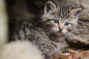 Europäische Wildkatzen sind nicht direkt mit Hauskatzen verwandt und schon die Minis sind wild.