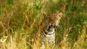 Leoparden sind hervorragend getarnt. Im Busch/Grasland sind sie in Sekunden verschwunden, wenn sie es darauf anlegen.