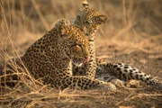 Die kleine Leopardenfamilie in trügerischer Harmonie: Leopardin Olimba und ihr Junges Makumbi