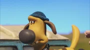 Bitzer ist frisch gewaschen und geföhnt. Auf geht es zur Hundeschau…
