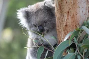 Koala im You Yangs Regional Park. Sie sind die Symboltiere des roten Kontinents.
