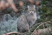 Im Unterschied zur Hauskatze haben Wildkatzen eine massige Statur, auffällig weiße Barthaare und ihr Schwanz ist dick und hat ein stumpfes, schwarzes Ende mit Streifen.