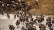 Zu Tausenden ziehen die Gnus das ganze Jahr umher, um gute Weidegründe zu finden.