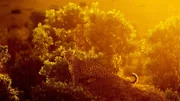 Im Blättergewirr sind Leoparde mit ihrem Fleckenfell schwer zu entdecken.