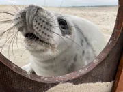 Auf Helgolands Düne Süd kommen jedes Jahr im Dezember mehrere hundert Kegelrobbenjunge zur Welt. Der Strand ist zum Schutz der Jungtiere für Besucher abgesperrt. Die Heuler sind Menschen gegenüber sehr neugierig.
