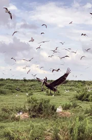 Im US-Bundesstaat Louisiana liegt ein Vogelparadies, das im Volksmund „Acadiana“ genannt wird. Pelikane, Kraniche, Reiher und mehr als 450 weitere Vogelarten leben hier.