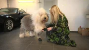 Riesen-Bobtail Oskar
