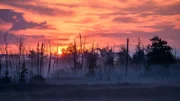 Wie wild kann Deutschland werden? Im Anklamer Stadtbruch in Mecklenburg-Vorpommern werden die Beschlüsse des Weltnaturgipfels von Montreal umgesetzt.