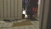 Ein Polizeihund sucht einen Tatort ab