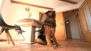 XXL-Mischling Milow