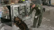 Spürhund bei der Arbeit