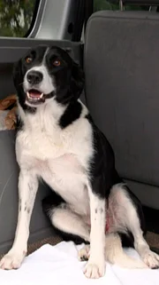 Not-Operation auf Sylt: Border Collie Luna hat einen tiefen Schnitt in der Leiste.