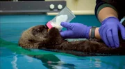 Baby-Seeotter wird mit Flasche gefüttert.