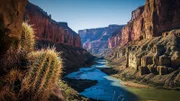Eine Aufnahme des Grand Canyon; im Vordergrund ein Kaktus.