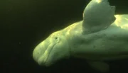 Belugas haben eine bis zu 15cm dicke Haut.