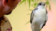 Der Rotrückenbussard Peron leidet an einer starken Leberentzündung.