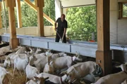 Bergbauer Hans Harrer bei der Ziegenfütterung.