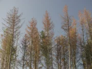 Monokulturen, bei uns sind es besonders häufig Fichtenwälder, reagieren sensibel und besonders auf Klimaschwankungen: Hitze und Trockenheit machen ihnen zu schaffen. Teilweise drohen ganze Bestände einer großen Fläche abzusterben.