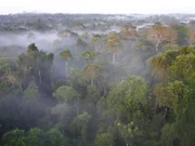 Der Amazonas Regenwald, die "Grüne Lunge" des Planeten und für einige Wissenschaftler der entscheidende Motor im weltweiten CO2- und Wasserhaushalt.
