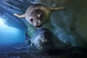 Ein nur wenige Wochen altes Weddellrobbenjungtier schwimmt mit seiner Mutter im Rossmeer unter der Meereisplattform, auf der es geboren wurde.