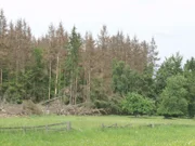 Durch die direkten Auswirkungen des Klimas, wie Trockenheit und Stürme, werden auch speziell in Deutschland viele Bäume geschädigt. Auf diese Weise kann sich das Klimaproblem weiter verschlimmern.