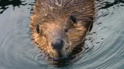 Biber im Wasser.