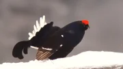 Birkhahn.