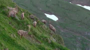 Steinbockherde am Glockner.