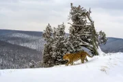 Der Amurleopard wurde mit ferngesteuerten Kamerafallen in Sibirien eingefangen.