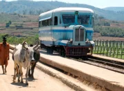 NDR Fernsehen EISENBAHNROMANTIK, "Der Dschungelexpress von Madagaskar", am Montag um 13:30 Uhr. Jeder auf seiner Spur: die Zebus und die Micheline.