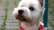 West Highland White Terrier Piper und seine Besitzerin warten gespannt auf die Biopsie-Ergebnisse.