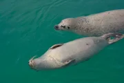 Der Seehundnachwuchs hält Mama Deern in Atem.