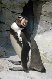 Humboldtpinguin, geordnetes Anstellen für den Fisch.