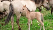 Nachwuchs bei der Konik-Heerde auf der Geltinger Birk. Die Wildpferde haben die Ostseesturmflut überlebt, trotz Überschwemmung.