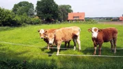 Aubrac-Kälber auf der Hof-Weide.