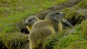 Murmeltiere Jagdhausalm.