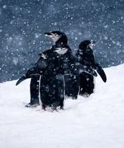 Zügelpinguin im Schnee auf der antarktischen Halbinsel.