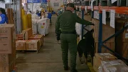Spürhund bei der Arbeit   +++ Die Verwendung des sendungsbezogenen Materials ist nur mit dem Hinweis und Verlinkung auf RTL+ gestattet.