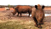 Die Tier-Doku begleitet Pfleger und freiwillige Helfer, die auf der namibischen Wildtierfarm der Harnas Wildlife Foundation rund 400 Tiere versorgen. Heute steht die Reinigung des Nashorngeheges auf dem Programm.